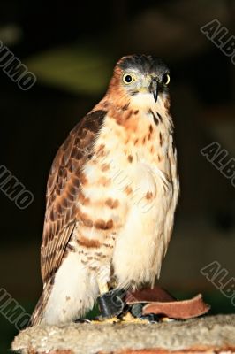 philippine eagle