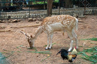 young deer