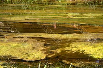 green brown bog