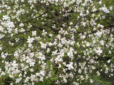 White magnolia blossoms