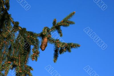 Fur-tree