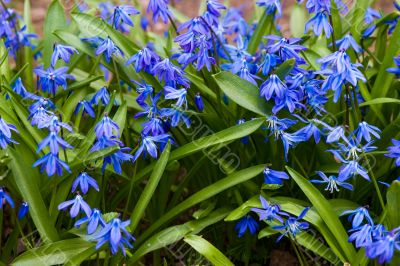 Scilla blossom