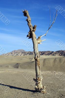 Dry tree