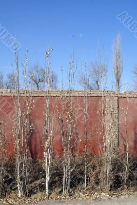 Trees and red wall