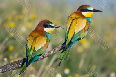 Couple of birds