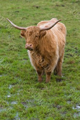 Highland cattle