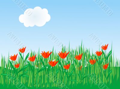 Field of tulips