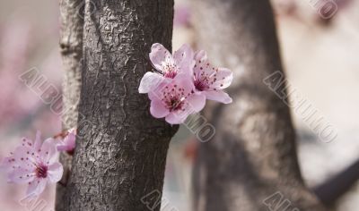 Abstract spring forest