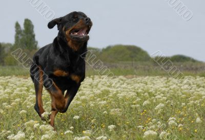 running rottweiler