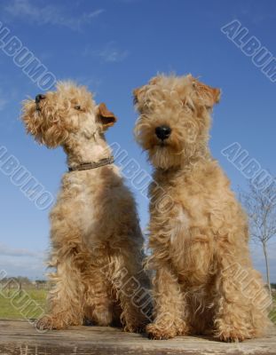two lakeland terriers