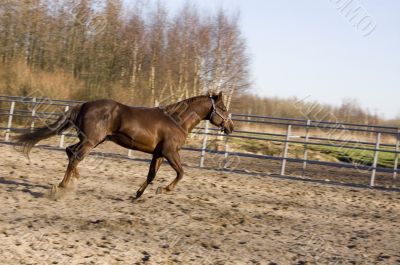 brown running horse