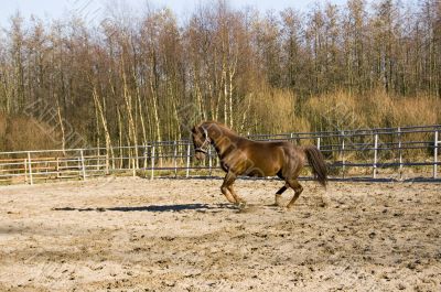 brown running horse