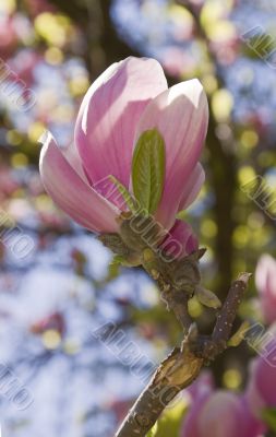 Magnolia