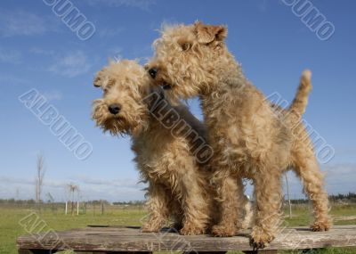 two  lakeland terrier