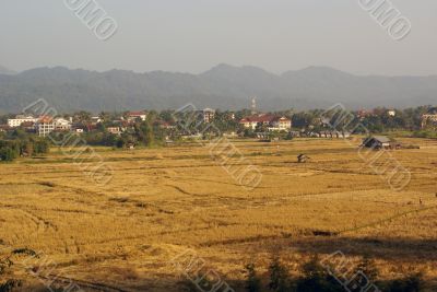 Dry grass