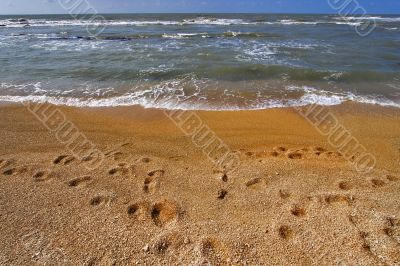Traces on sand.