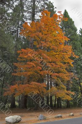 Autumn holiday.