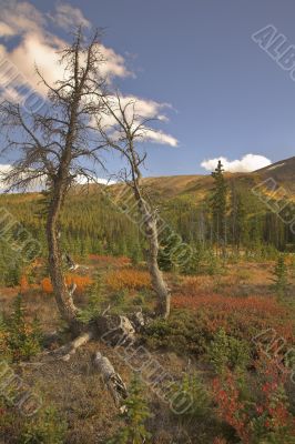Two small dry trees.