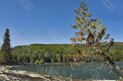 Tree at coast