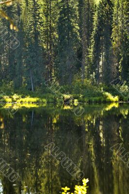 Northern jungle