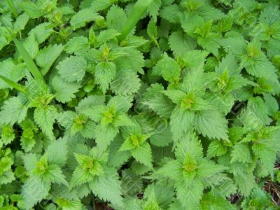 Fresh nettle