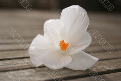  White Crocus