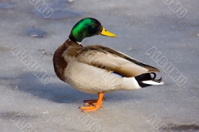Portrait of a duck