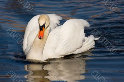swiming swan