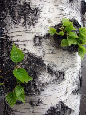 Birch