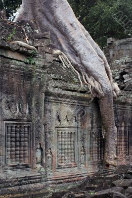 Wall and big root, Cambodia