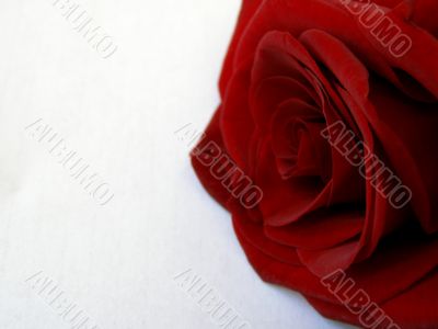 Red rose against the white background