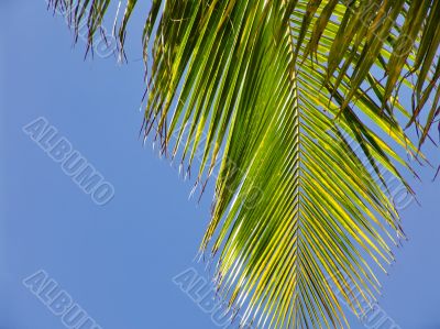Palm Leaf in Front of Blue Sky