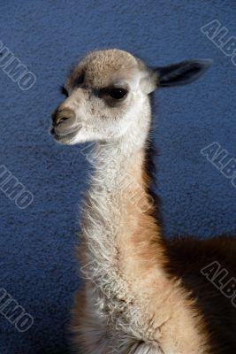 Guanaco in Patagonia, Argentina.