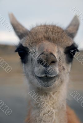 Guanaco in Patagonia