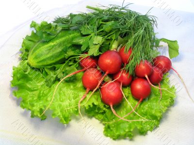 Vegetables for salad