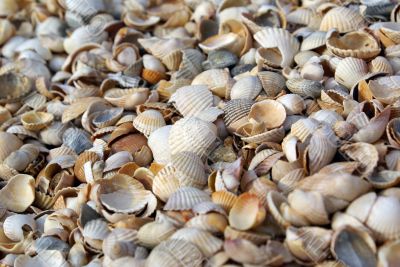 Shells
