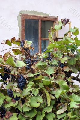 Window and grape