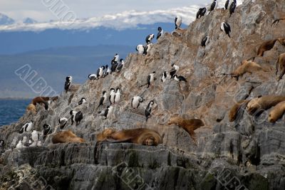 Relaxing sealions and sea birds.