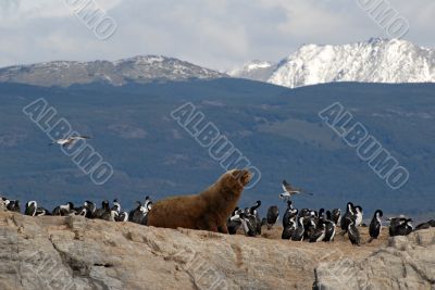 Sealion and sea birds.