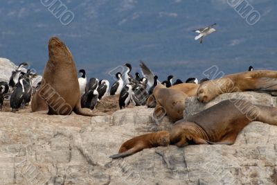 Relaxinng sealions and sea birds.