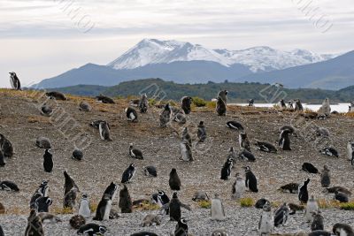 Many penguins near Ushuaia.