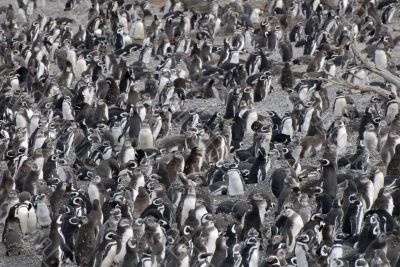 Many penguins near Ushuaia.