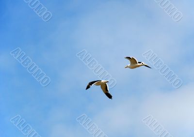 Two flying seagulls.