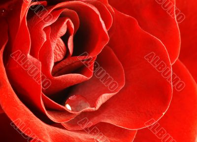 close up shot of red rose