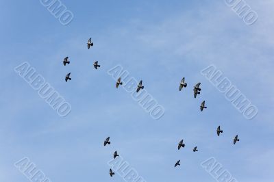 Flight flock of pigeons