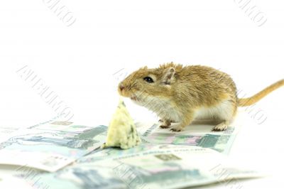 The mouse and money
