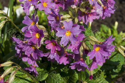 The first spring flowers