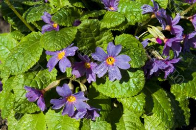 The first spring flowers