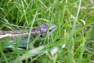 reptile in the grass