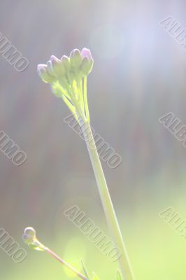 flower macro